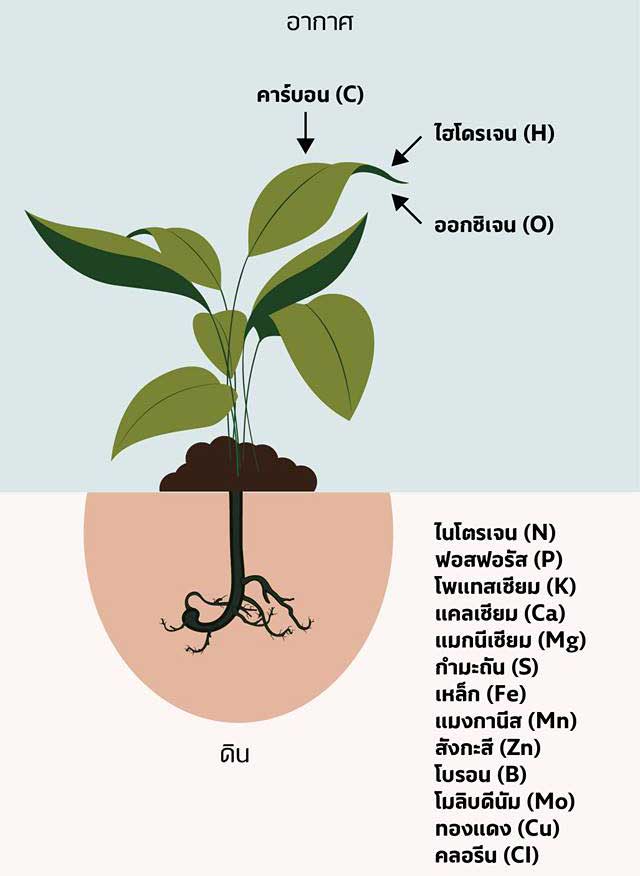 ธาตุอาหารพืช
