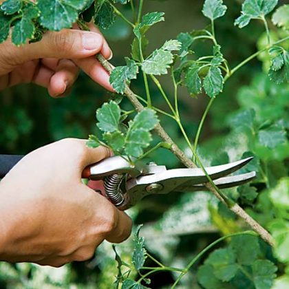 Birdtree Manufacturer photo