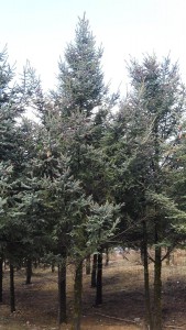 pine1