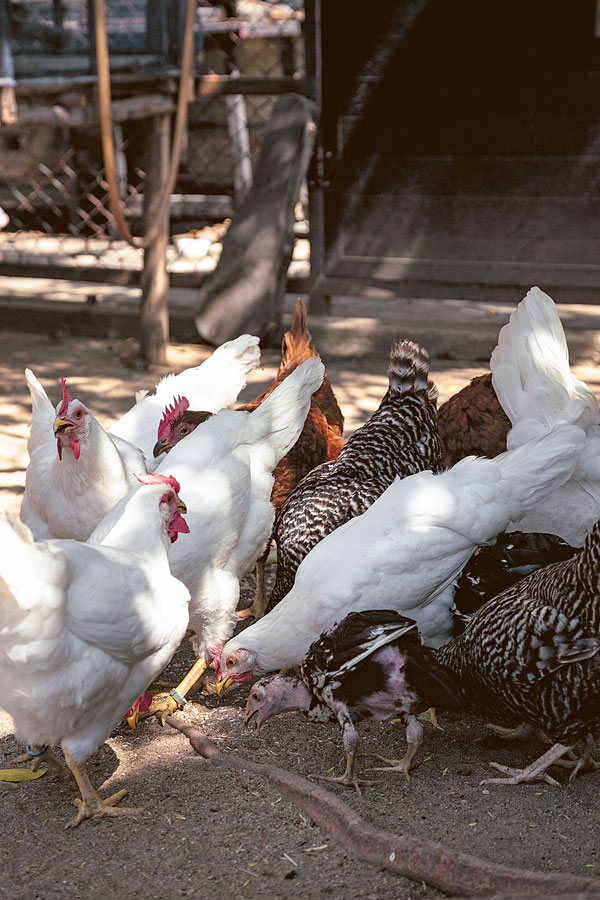 วิธีการเลือกพันธุ์ไก่ไข่