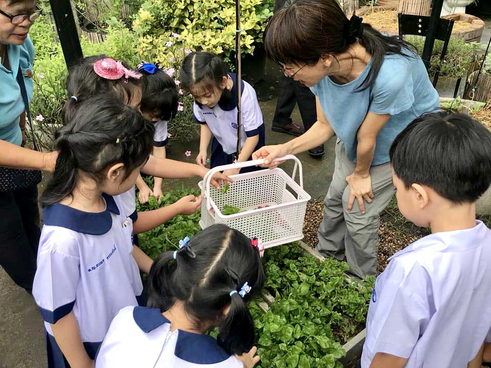 ปลูกผัก สอนปลูกผัก สวนป้าหน่อย ORGANIC WAY