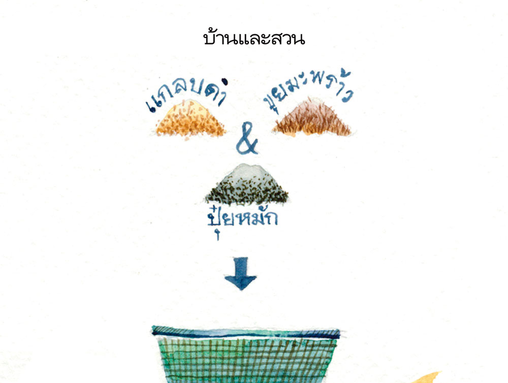 เพาะกล้าผัก