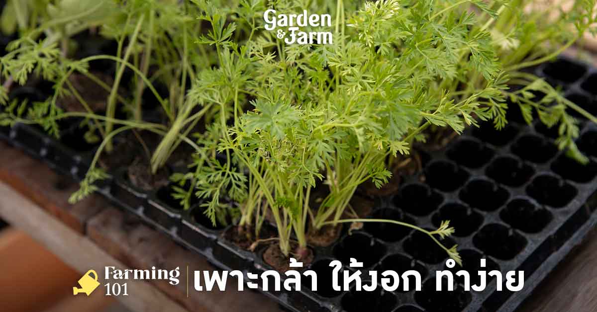 เคล็ดลับเพาะกล้าผักให้งอกสมบูรณ์