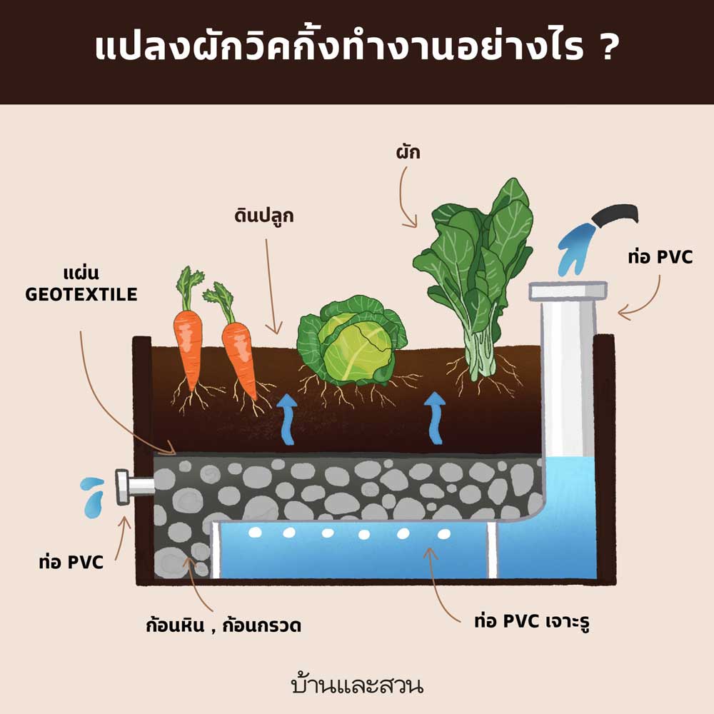 แปลงผัก วิคกิ้ง