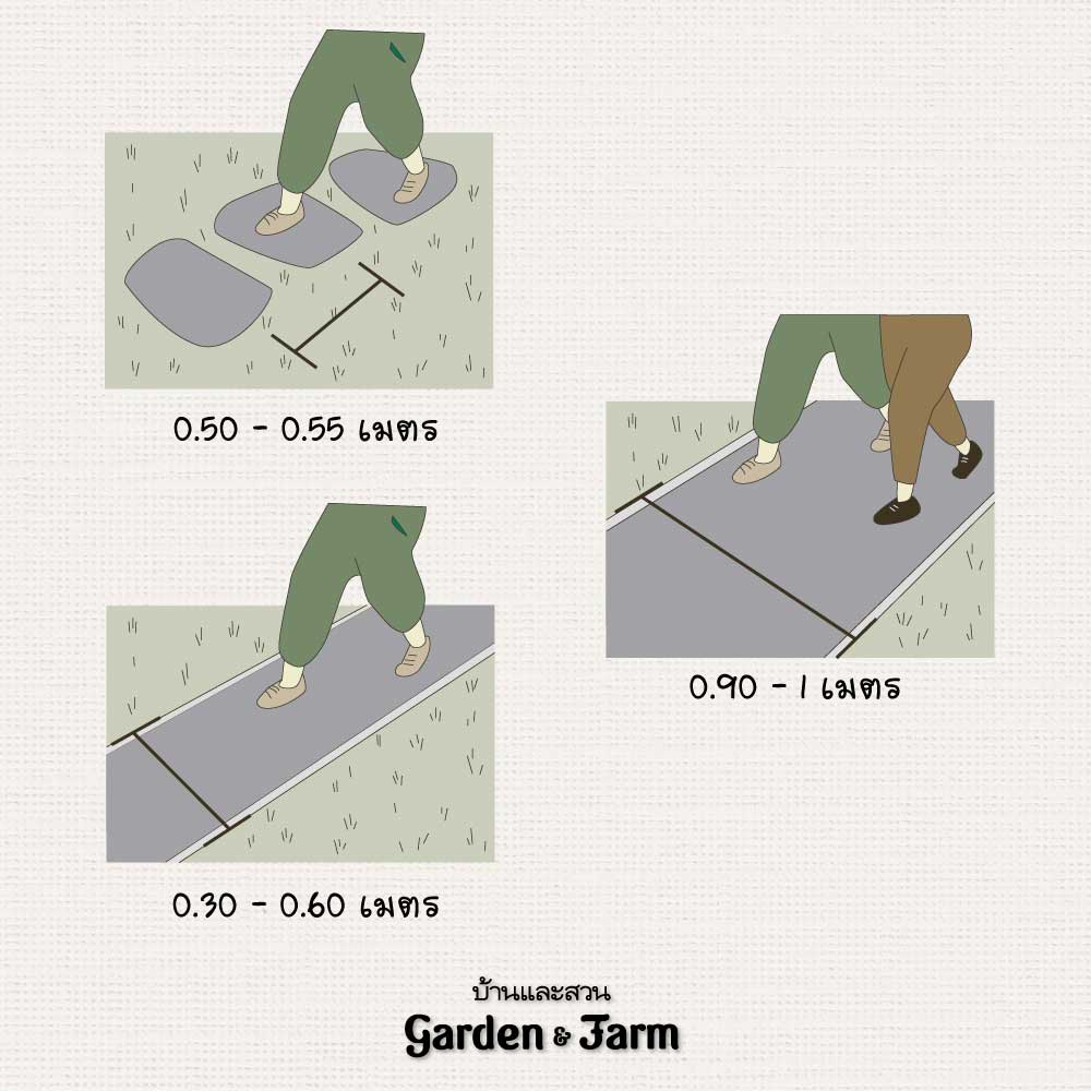 ขนาดแปลงผัก ระยะทางเดิน
