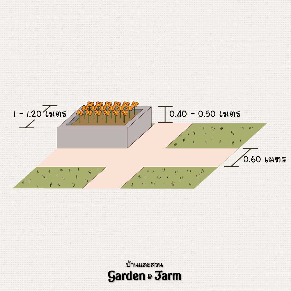 ขนาดแปลงผัก
