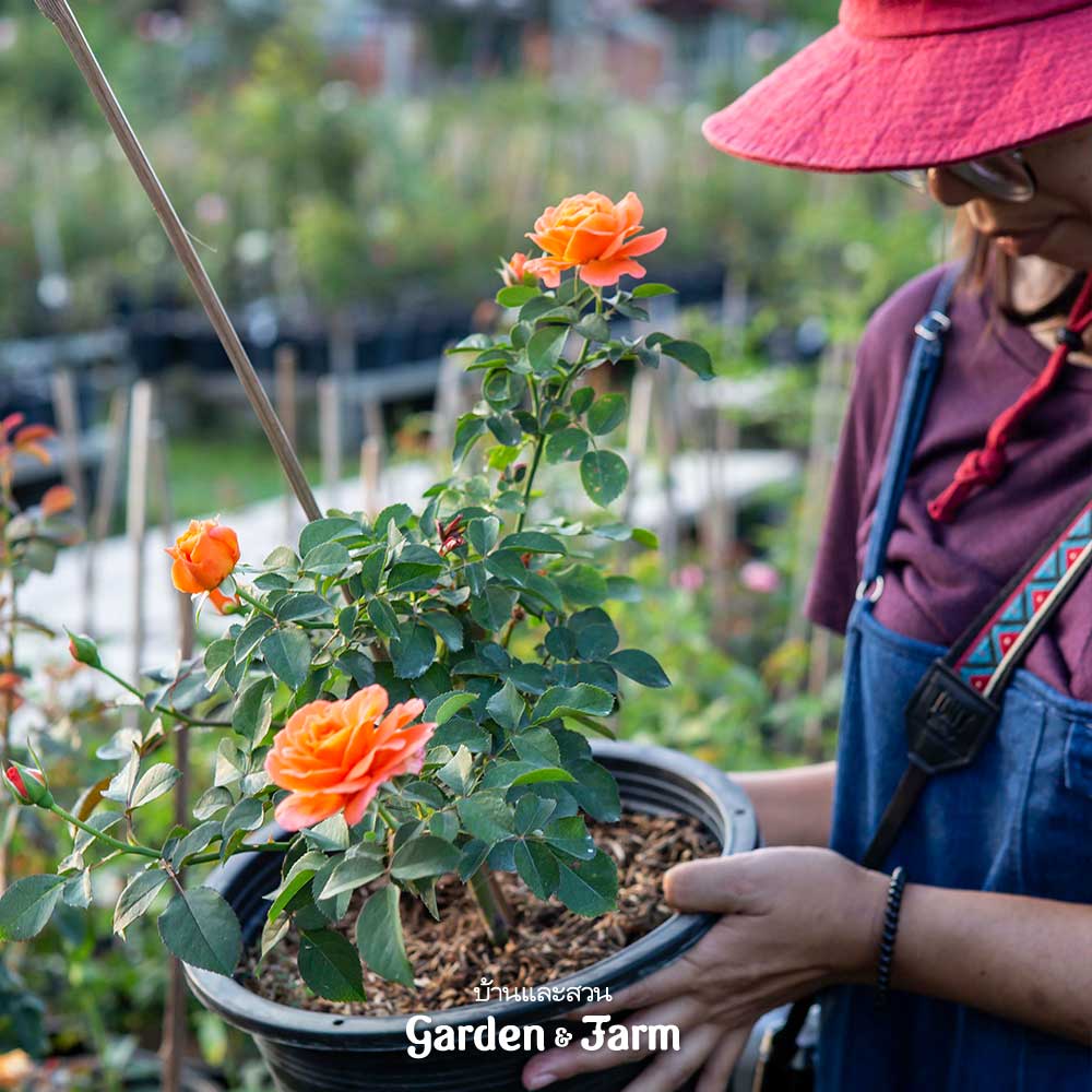 สวนกุหลาบ รักมิตร