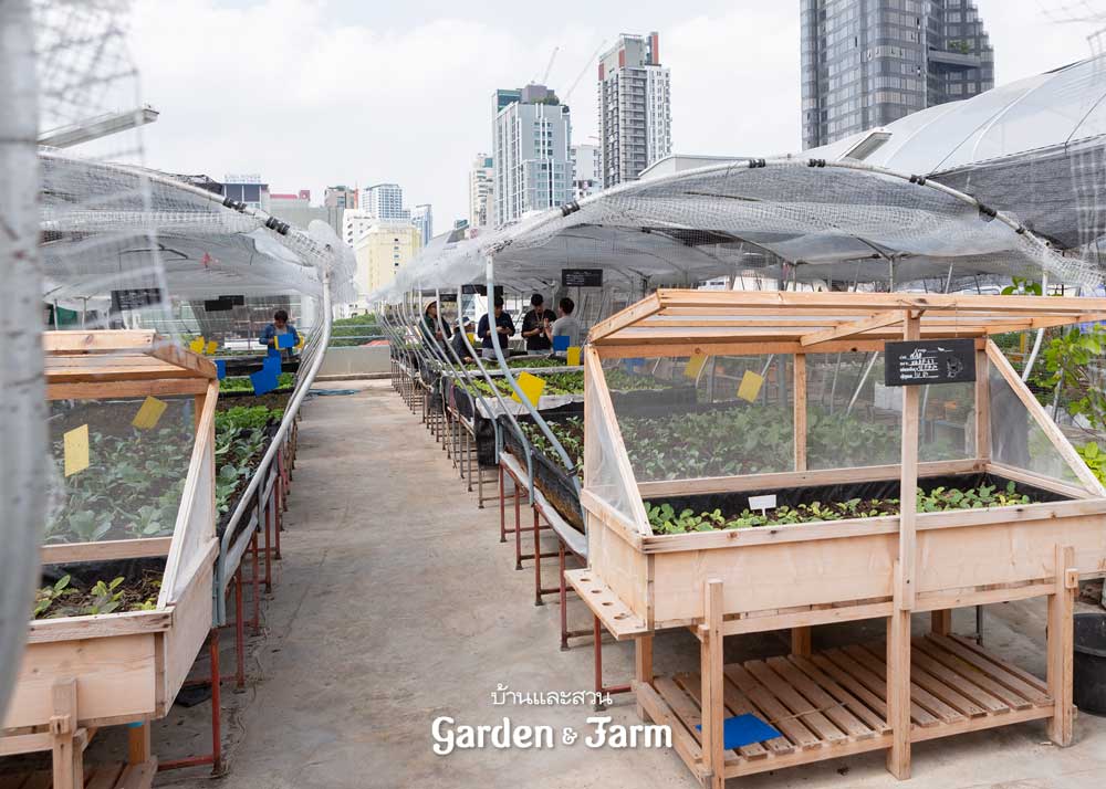 ฟาร์มผักบนดาดฟ้า  bangkok rooftop farming