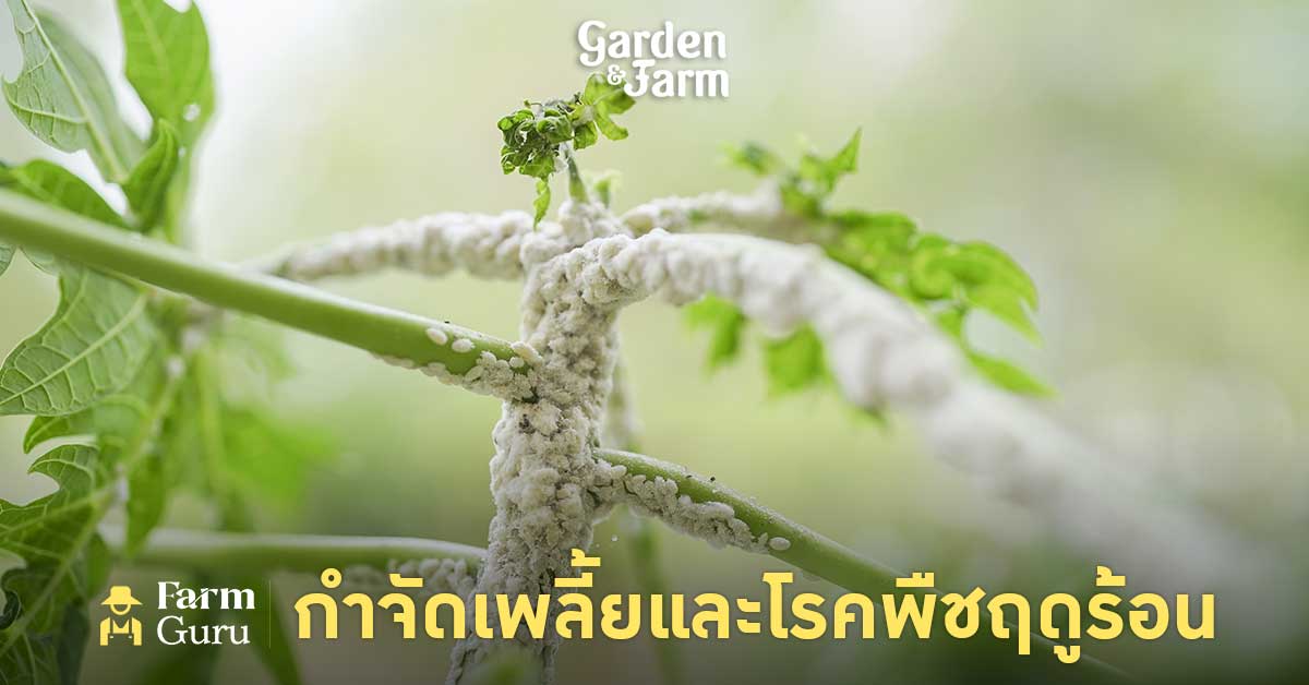 โรคและแมลงศัตรู เพลี้ยต่างๆ ที่พบในฤดูร้อน