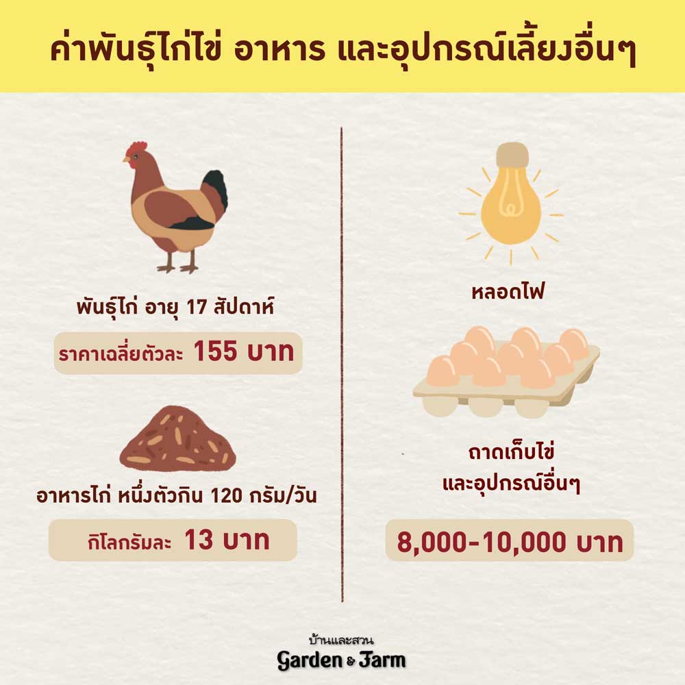 ทำฟาร์มเลี้ยงไก่ไข่