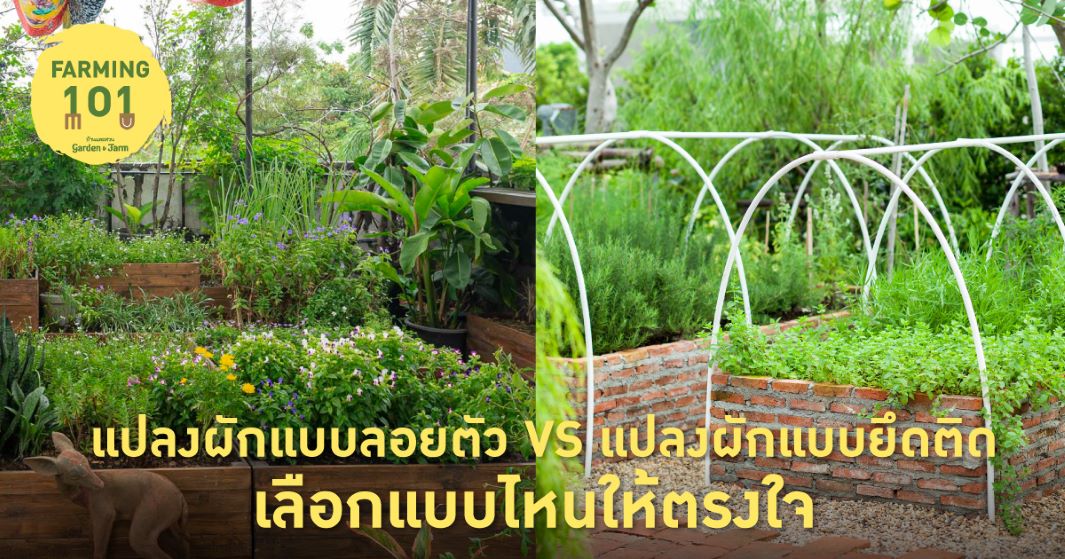 แปลงผัก