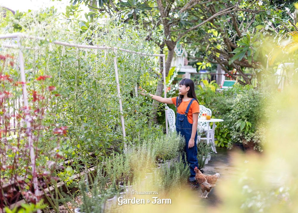 ปลูกผักข้างบ้านจัดสรร