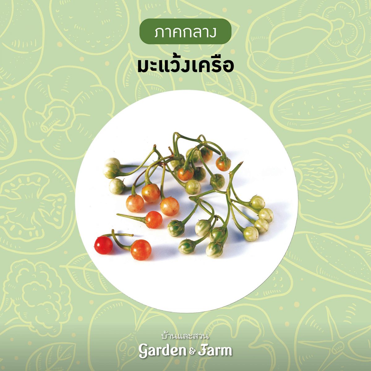 ผักพื้นบ้าน มะแว้งเครือ 