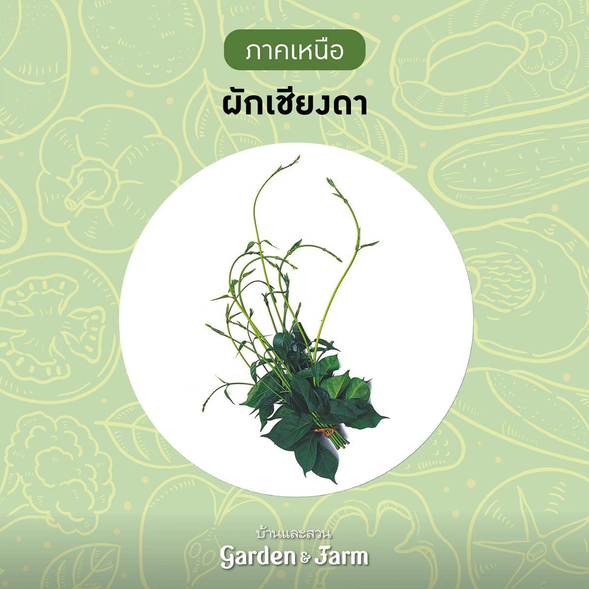 ผักเชียงดา ผักพื้นบ้าน