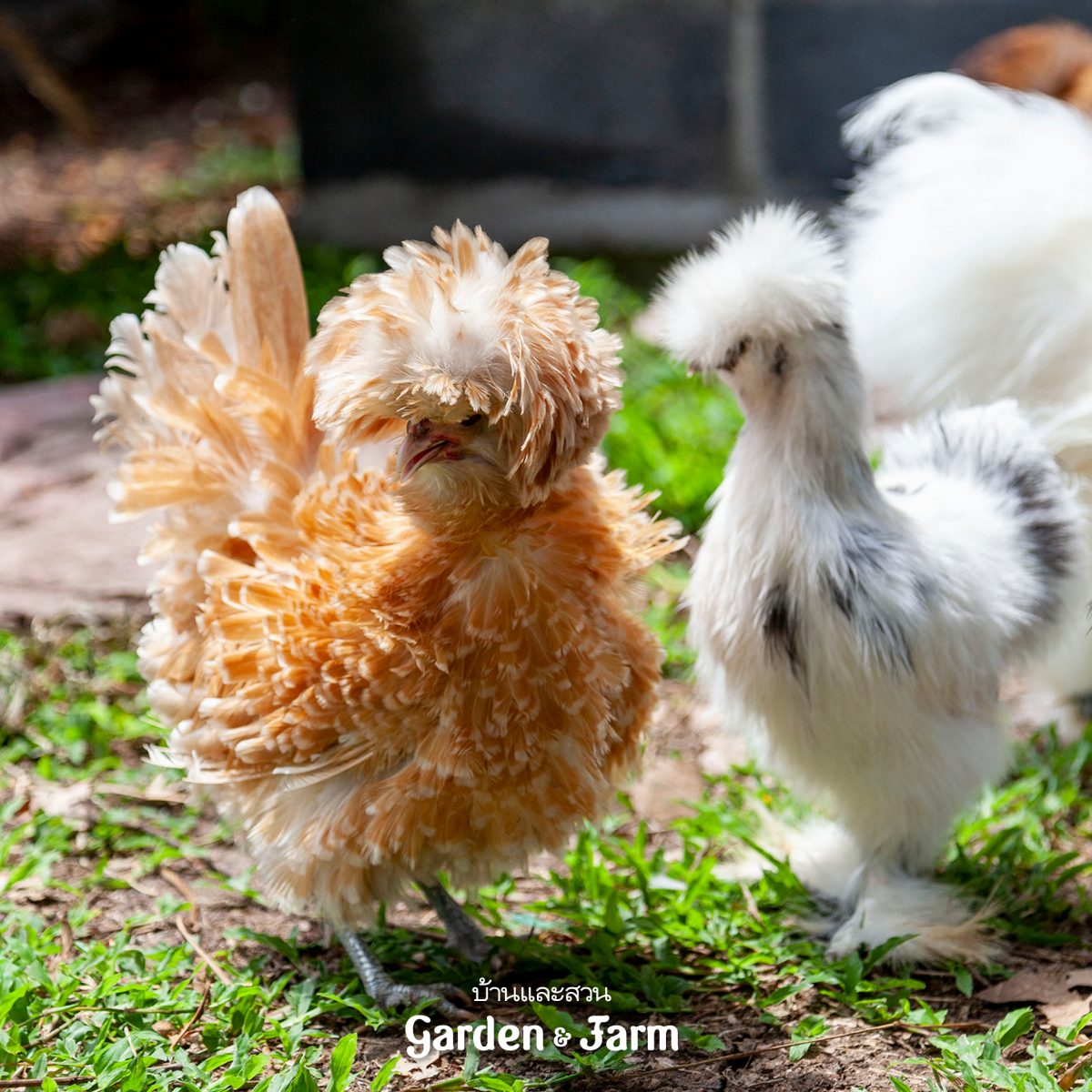 ไก่ซิลกี้ ไก่โปแลนด์