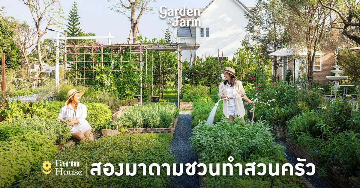 “ทำสวนกับมาดาม” ฟาร์มผักออร์แกนิกของ 2 นักปลูก ที่อยากให้ทุกคนที่มามีสุขภาพที่ดี