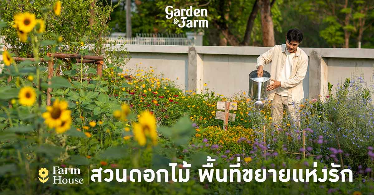 รัก ในสวนส่วนขยาย ที่ White House Forest KORAT