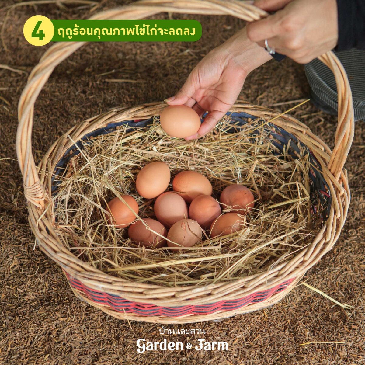 เลี้ยงไก่ไข่หน้าร้อน
