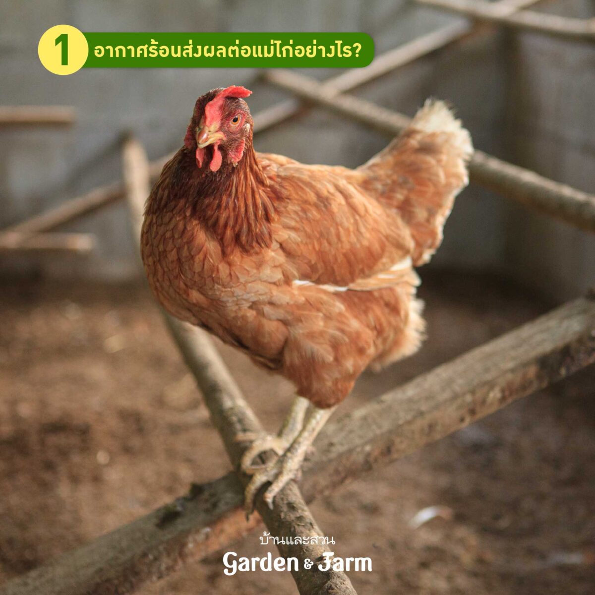 เลี้ยงไก่ไข่หน้าร้อน