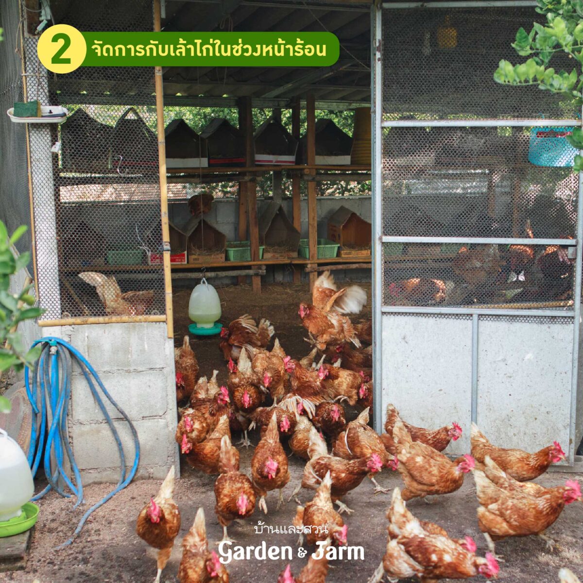 เลี้ยงไก่ไข่หน้าร้อน