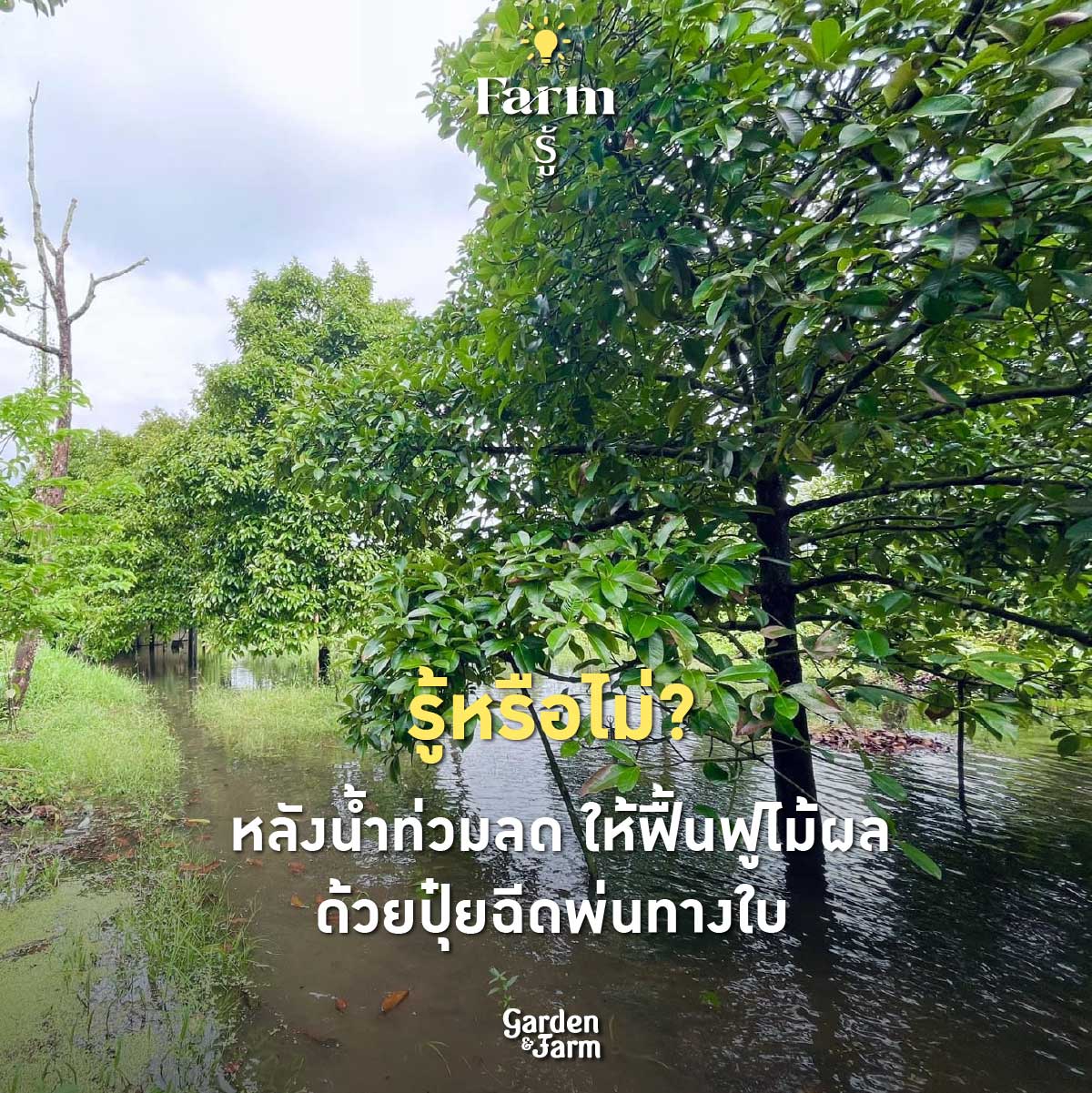 ปลูกผักหน้าฝน