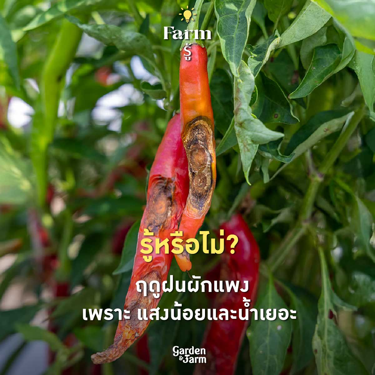 ปลูกผักหน้าฝน