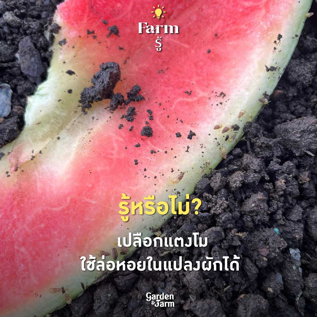 ปลูกผักหน้าฝน