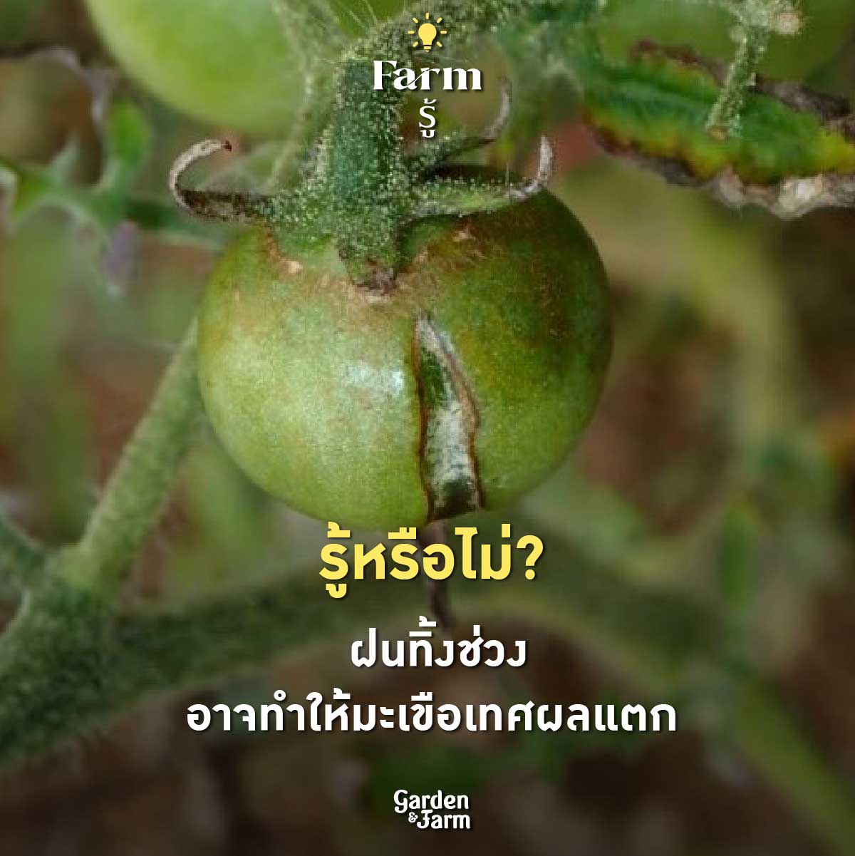ปลูกผักหน้าฝน