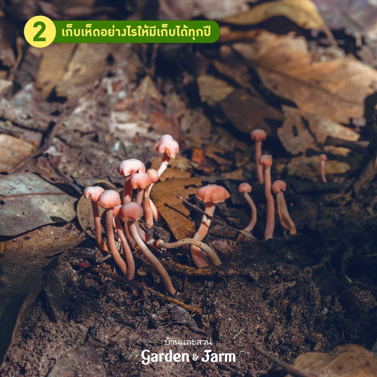 เห็ดป่า