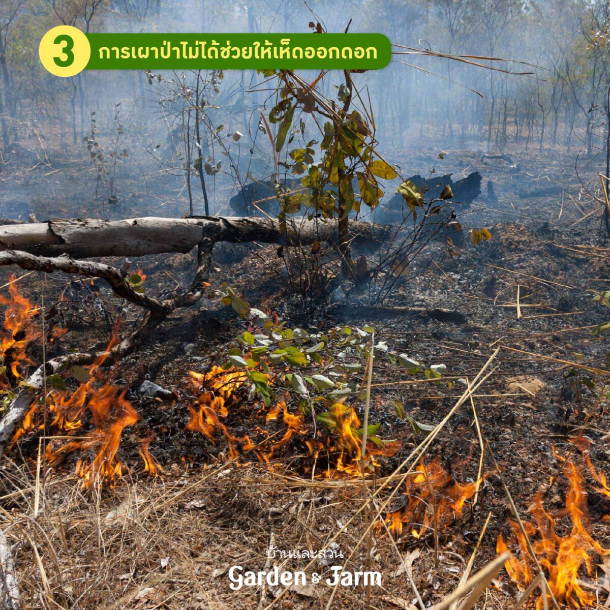 เห็ดป่า