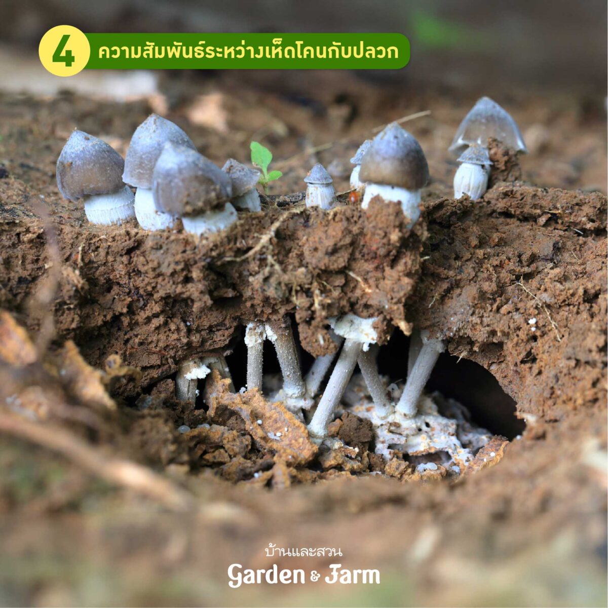 เห็ดป่า