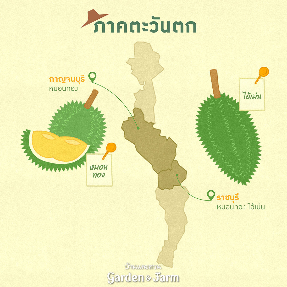 สายพันธุ์ทุเรียน