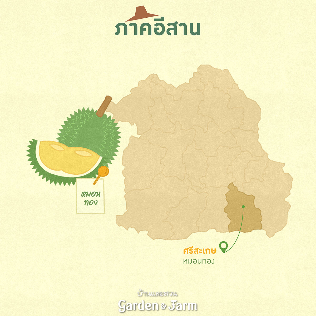 สายพันธุ์ทุเรียน