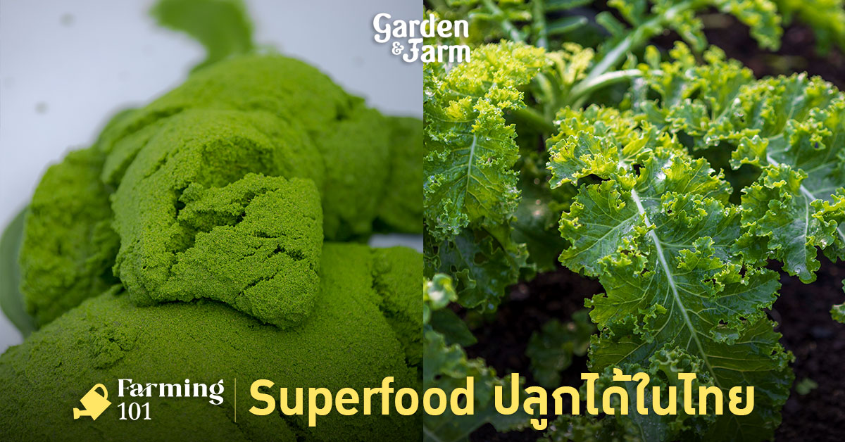 thai superfood