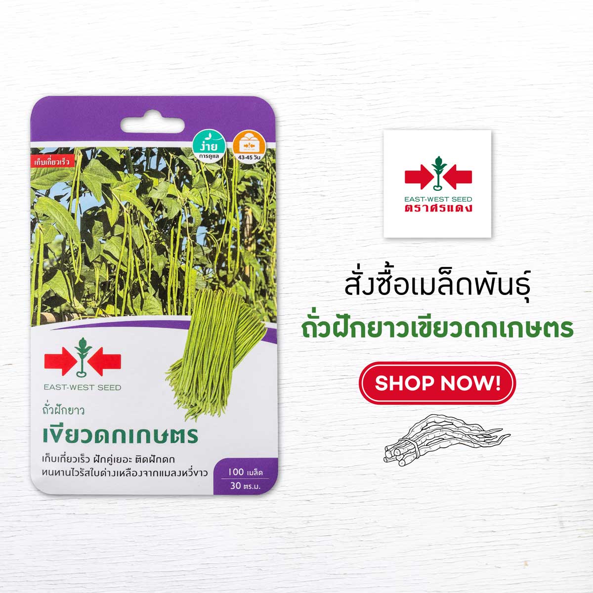 วิธีปลูกถั่วฝักยาว ตราศรแดง