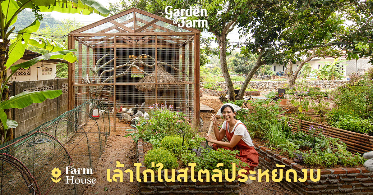 เล้าไก่ RE-USE แบ่งสัดส่วนพื้นที่ให้เป็นบ้านไก่อารมณ์ดี