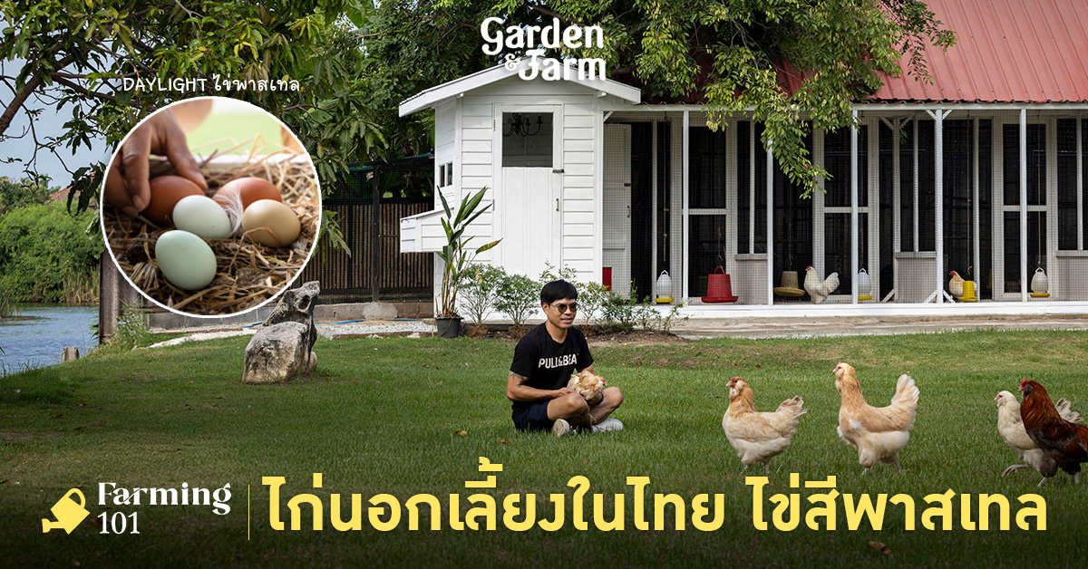Daylight ไข่พาสเทล ฟาร์มไก่นอกเลี้ยงในไทย