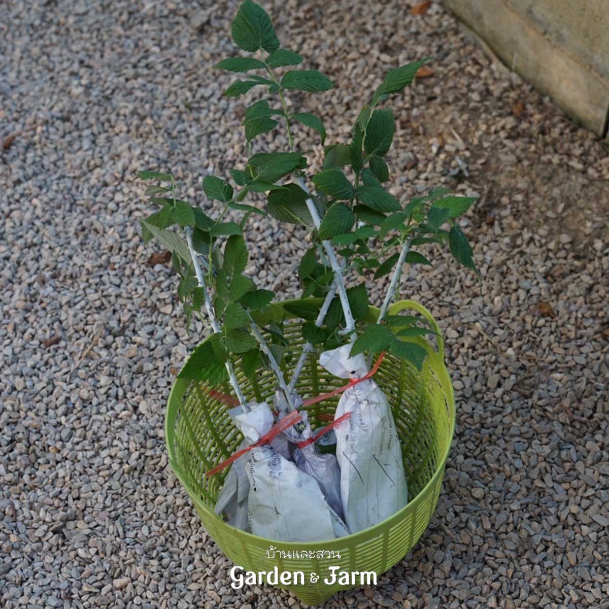 ราสป์เบอร์รีสีดำ