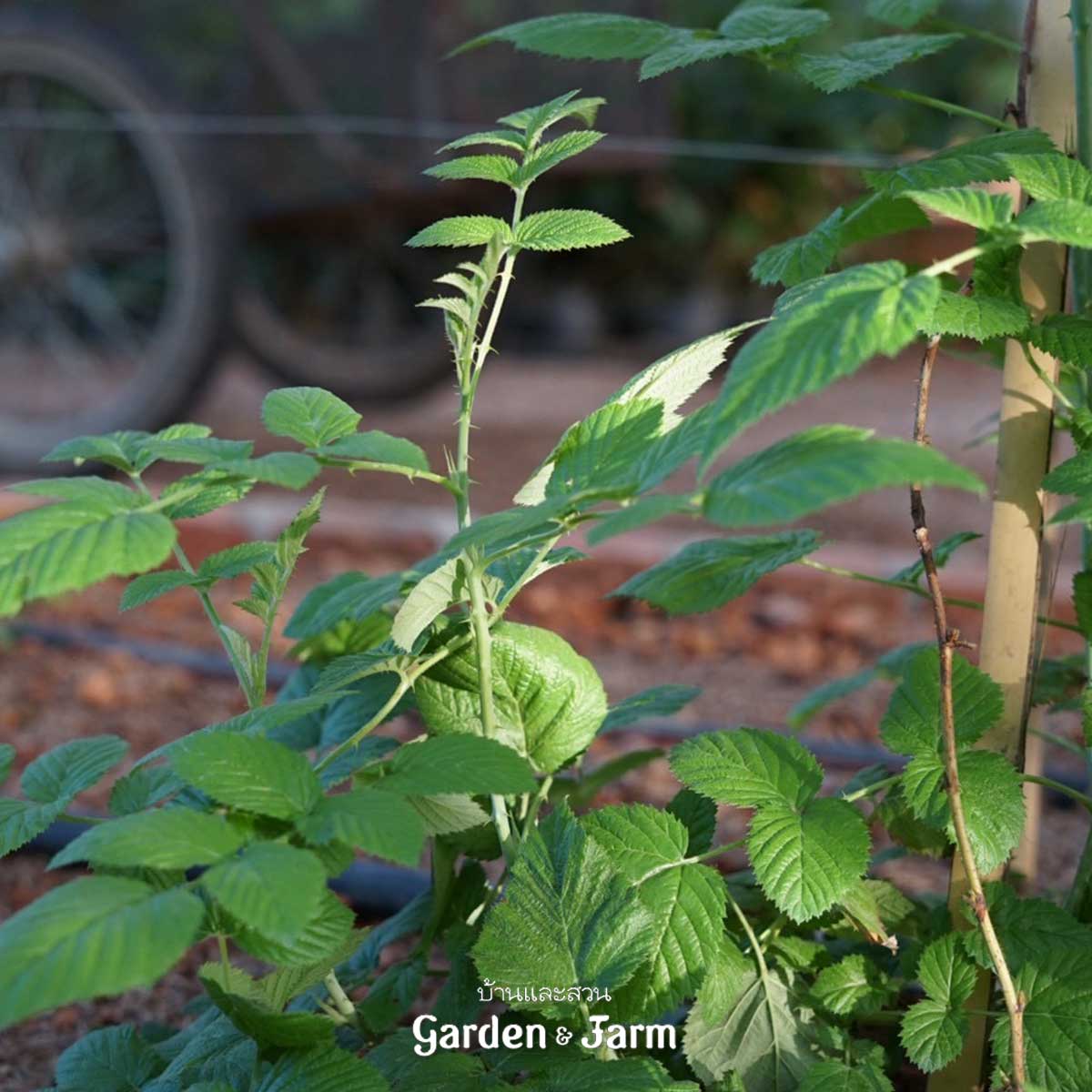 ราสป์เบอร์รีสีดำ