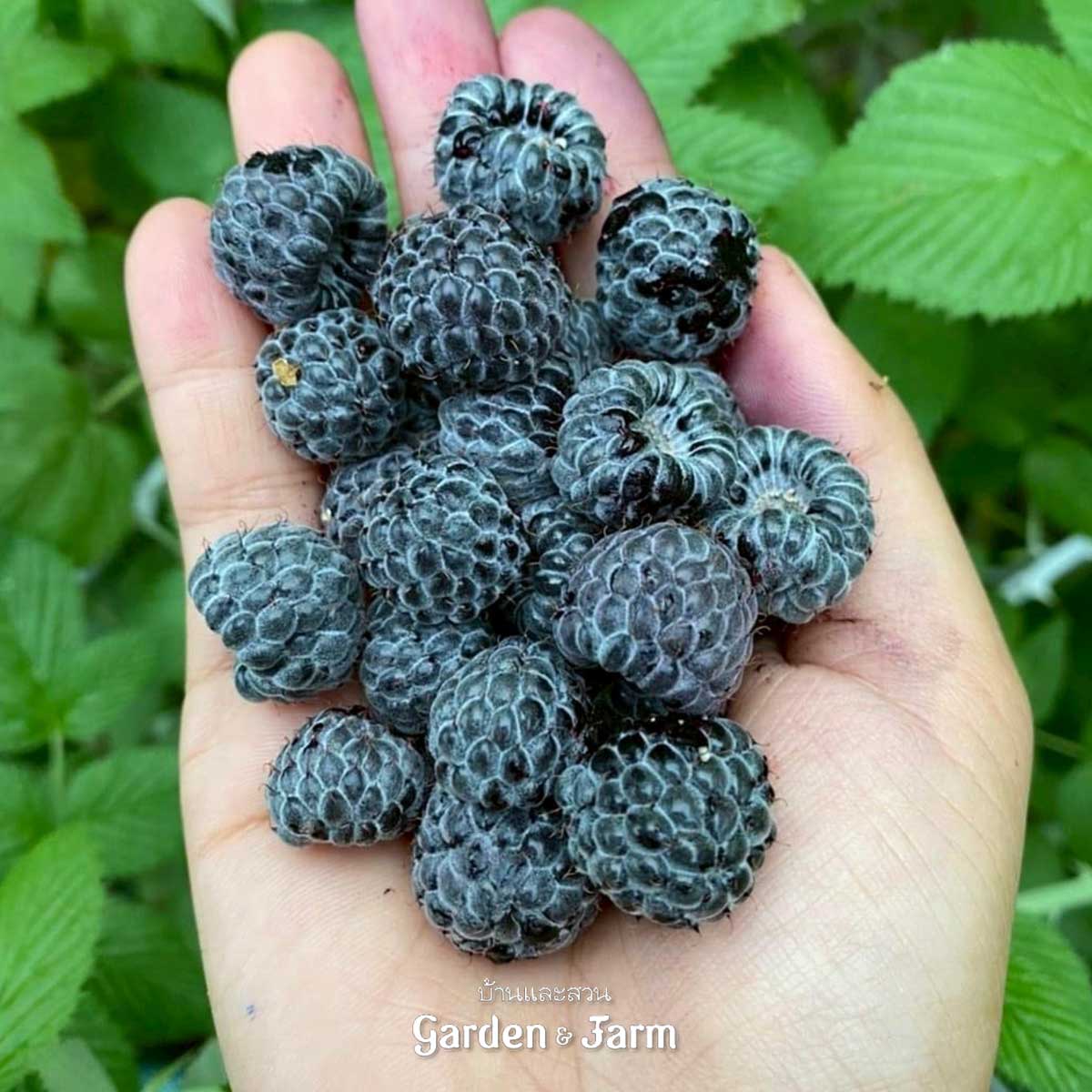 ราสป์เบอร์รีสีดำ