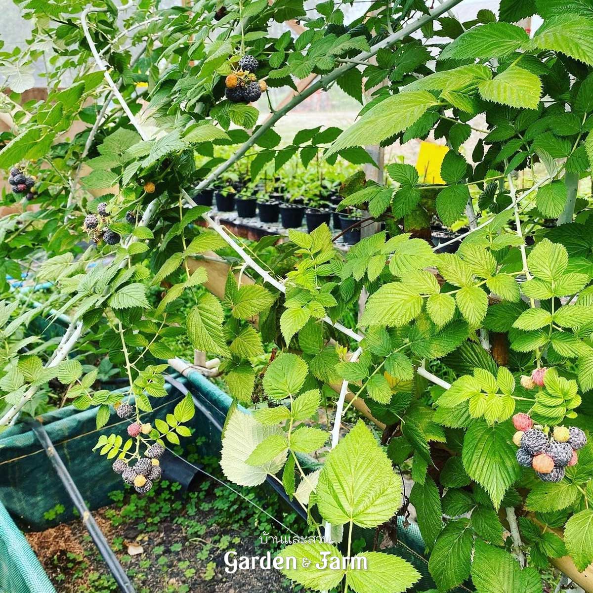 ราสป์เบอร์รีสีดำ