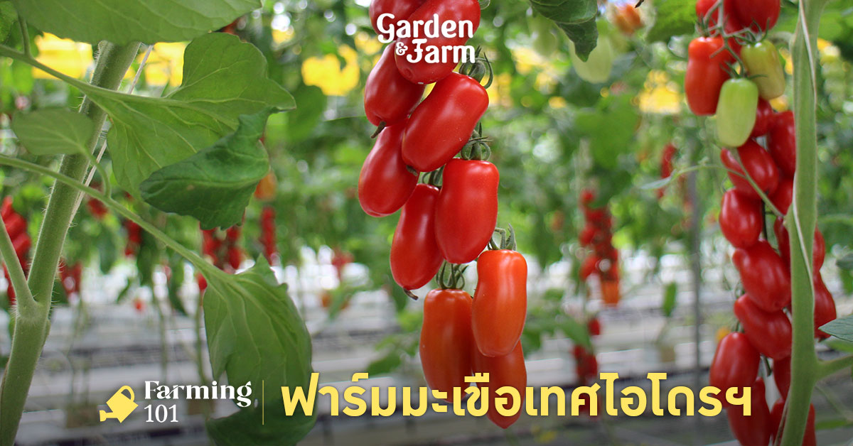 ฟาร์มมะเขือเทศไฮโดรโปนิกส์ที่ดูแลจัดการด้วยระบบ Smart Farm