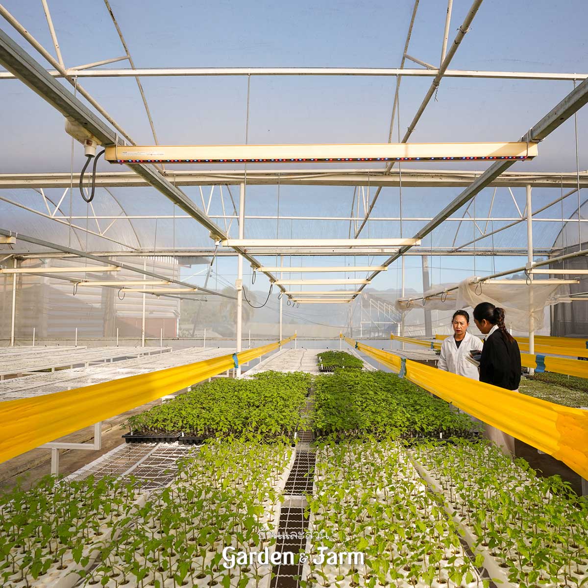 โรงเรือน มะเขือเทศไฮโดรโปนิกส์