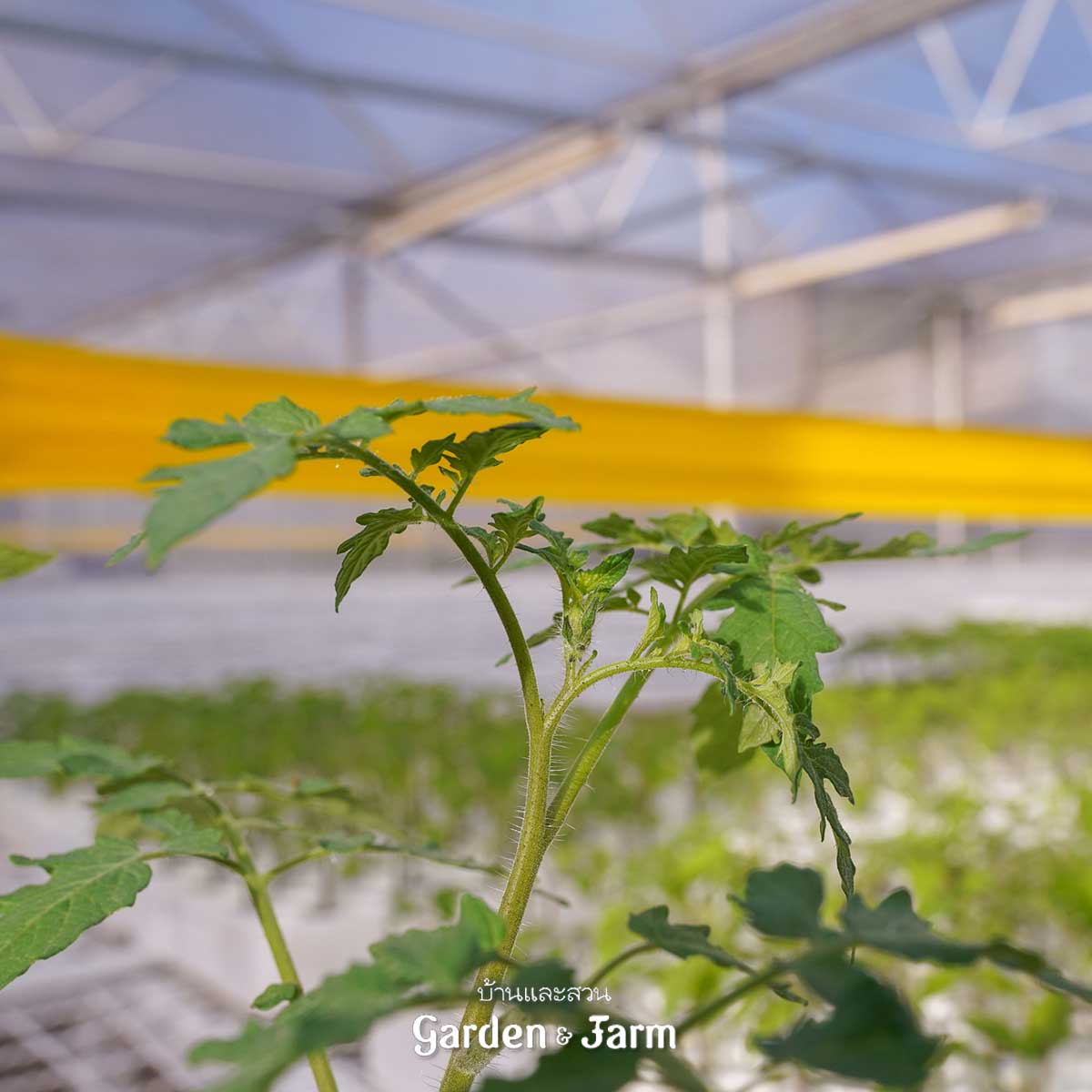 โรงเรือน มะเขือเทศไฮโดรโปนิกส์