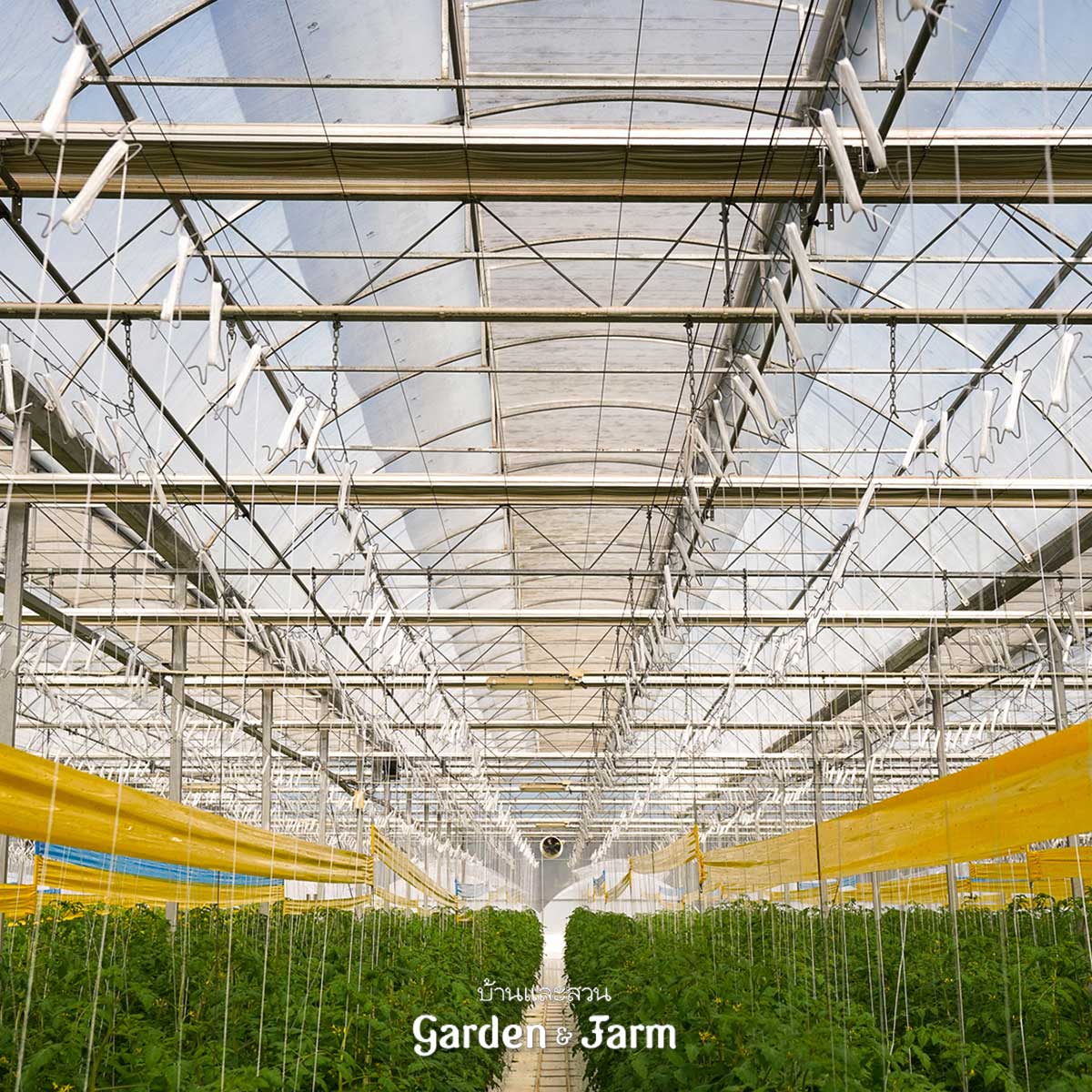 ปลูกมะเขือเทศไฮโดรโปนิกส์