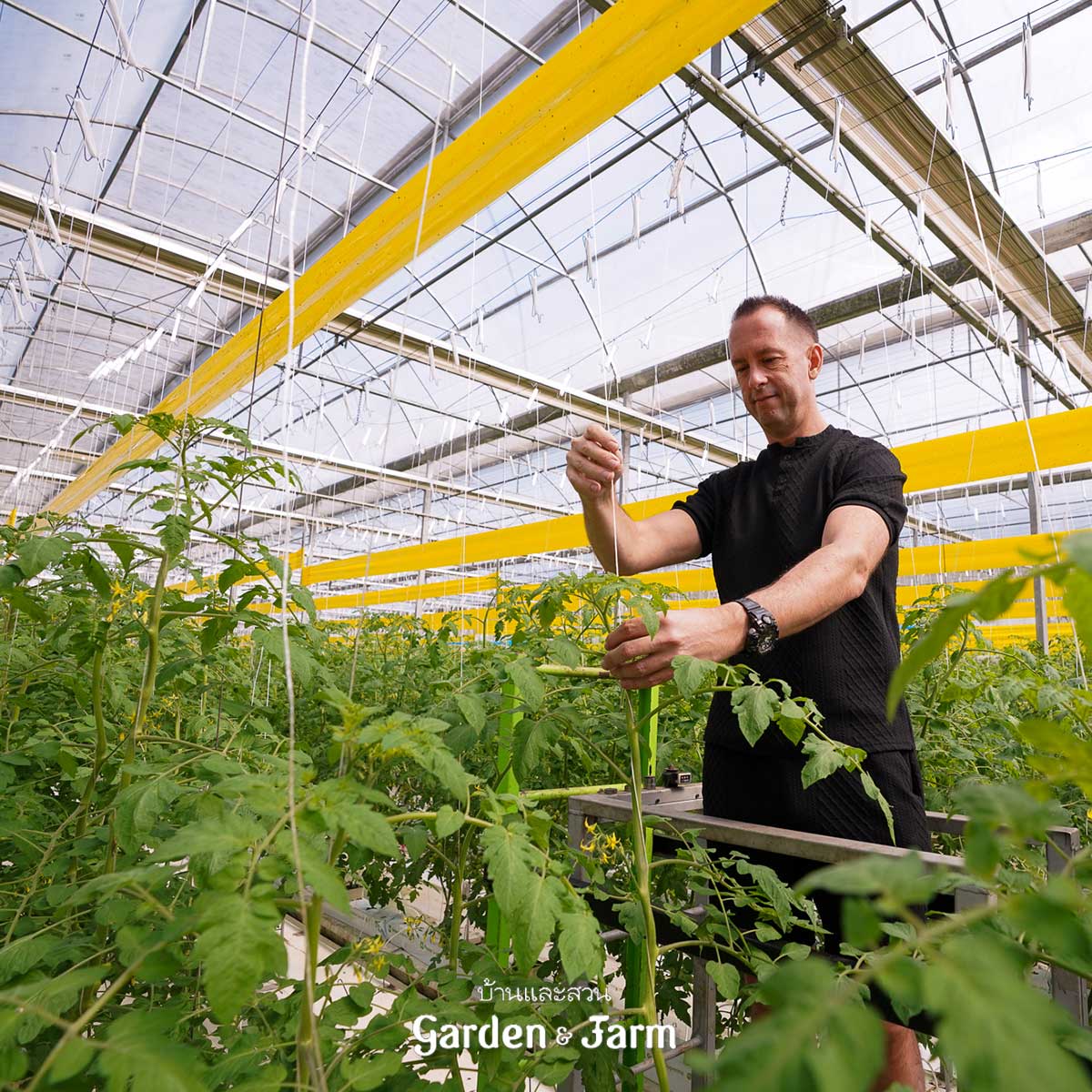 ปลูกมะเขือเทศไฮโดรโปนิกส์