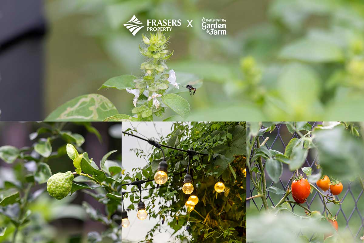 สวนแพรี่พาย ออกแบบสวนครัว