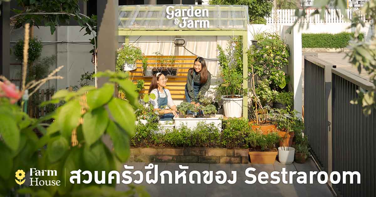 สูตรปลูกผักแบบไร้สูตร และสนุกกับทุกความล้มเหลวของ Sestraroom