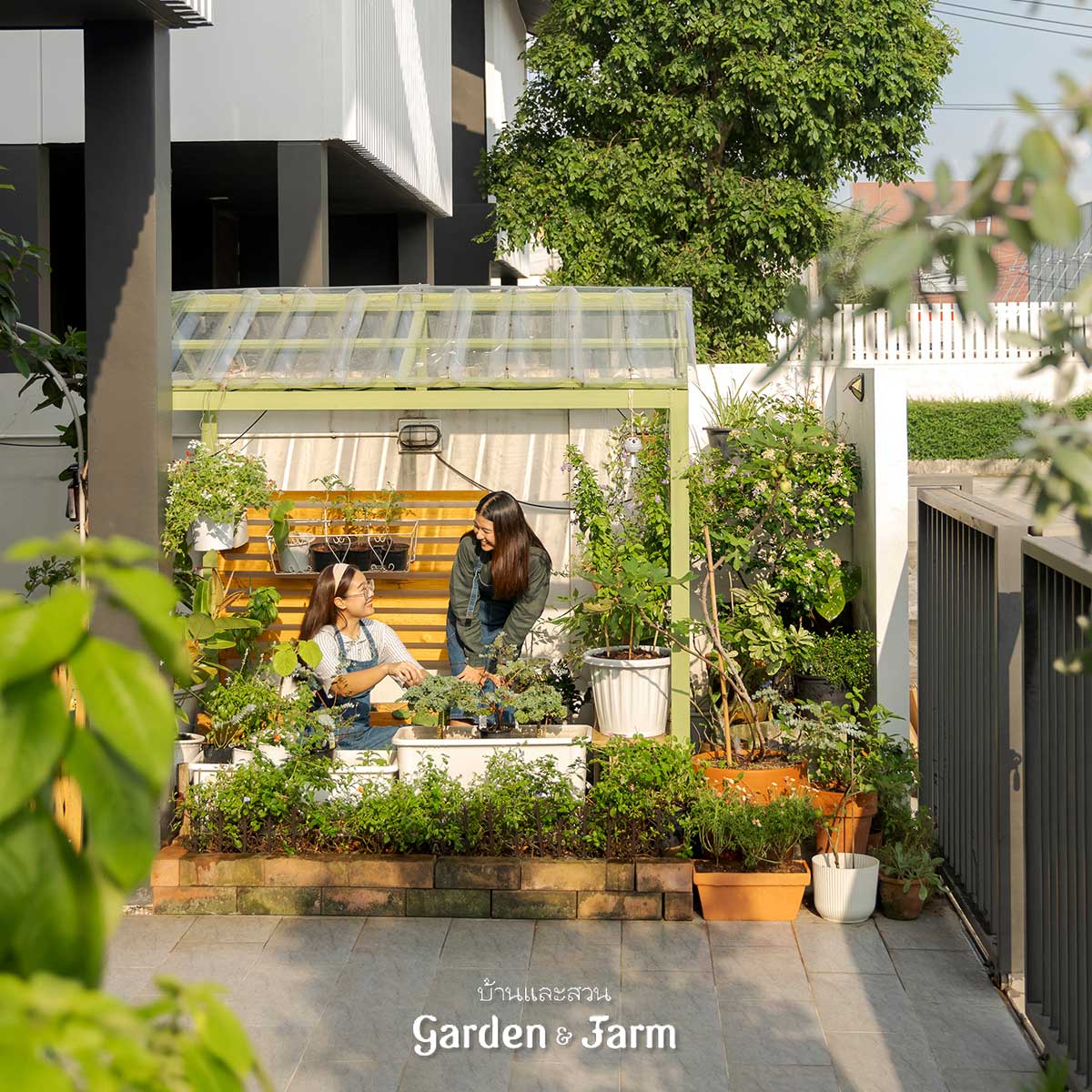 สวนครัวข้างบ้าน